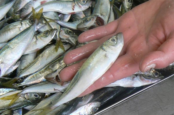 Учени от Медицинския университет-Варна изследваха 10 най-харесвани за трапезата черноморски риби за тежки метали и индустриални замърсители.
СНИМКИ ИСКРА СОТИРОВА