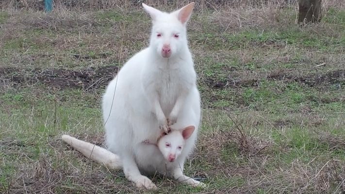 Бебета албиноси излизат от торбата, когато им стане топло