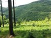 Съдът на ЕС: Сечта в Беловежката гора нарушава законите за околната среда