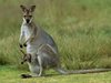 Жена, която бягала за здраве, оцеля след нападение на кенгуру