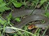 Няма избягали змии от разрушения от буря терариум в Бургас