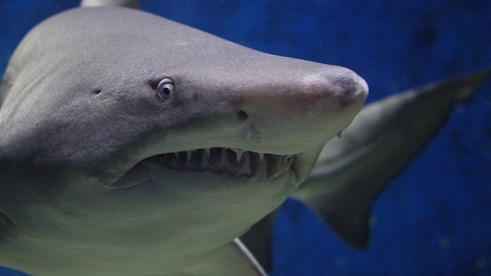 Заловиха акули, дадоха положителен резултат за кокаин