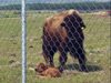 За пръв път от 140 години насам се родиха бизончета в национален парк в Канада
