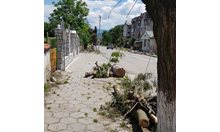Дивашко изсичане на дървета в Златица. Може кметът от БСП да не знае?
