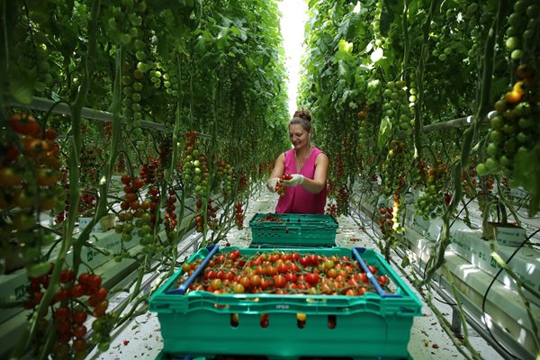 Работничка бере домати в британска ферма в Нътсфорд.
