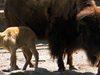 В Белград се роди бяло американско бизонче (Видео)
