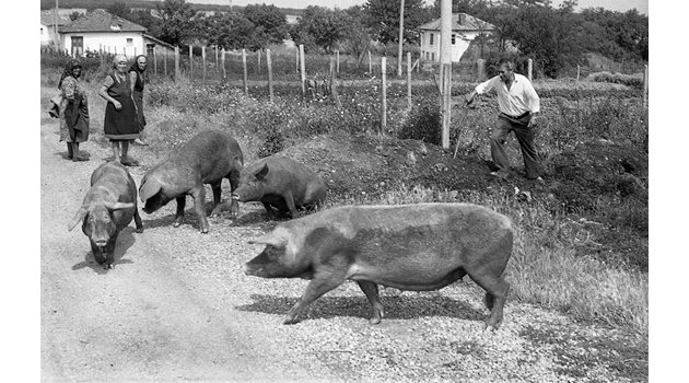Други от преселниците  отглеждат свине, които обаче стъпкват градините на местните и това поражда много конфликти.