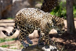 Убиха леопард, нахапал стопанина си в Русия
