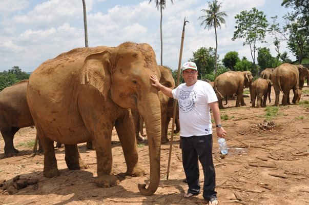 Велев позира до слон в Шри Ланка.