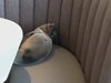 Служителите на ресторант в Сан Диего били шокирани, когато видели гладен и раздразнителен морски лъв, който седял на сепаре в заведението, съобщава theguardian.com.
Целия текст и видео вижте 