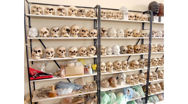 КОЛЕКЦИЯ: В Института по антропология в БАН са събрани са събрани за изследване десетки черепи, открити при разкопки.