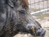 Нов случай на Африканска чума при диво прасе</p><p>е регистриран в Ловешка област