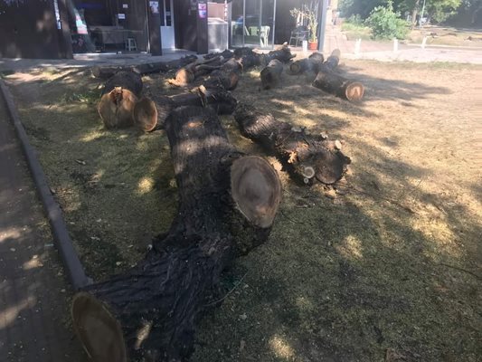 50-годишни дървета по ул. "Даме Груев" са повалени.