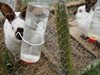 Спряха евро помощи на 4-ма за отглеждане на зайци и пъдпъдъци в Якорудско
