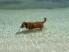 Глухо и сляпо куче води туристите, наели Airbnb-то му, към плажа (Видео)