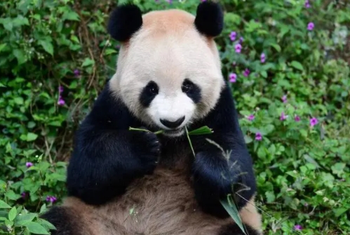 Три големи панди от Националния зоопарк във Вашингтон се връщат на Китай