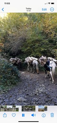 По пътеката се свалят с животинска тяга и дърва от сечищата