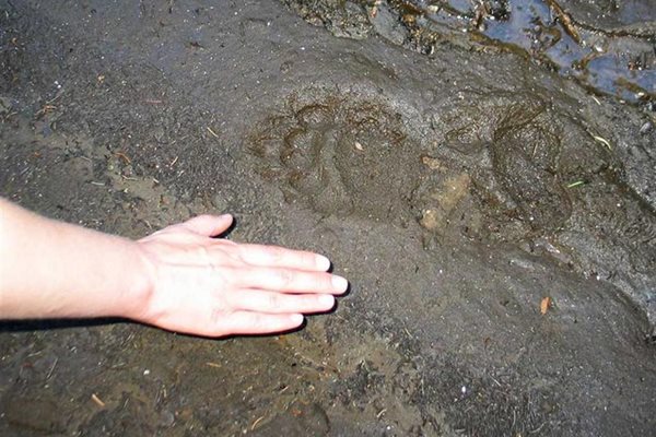 Туристи често попадат на пресни следи от мечки в Родопите. </B>
СНИМКА: АВТОРЪТ