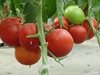 Изнасяме домати и краставици за Румъния, Германия, Чехия и Англия. Това съобщи пред 