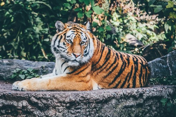 Тигърът Путин от Минесота почина