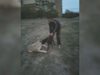 Питбул разкъса дворно куче пред очите на перничани