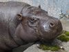 Хипопотам умря от раните си, след като бил нападнат в зоопарк в Салвадор