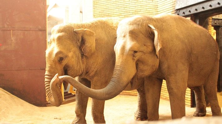 Две слоници от Германия пристигнаха в София