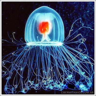 Медузите в китайско море може да са смъртоносни