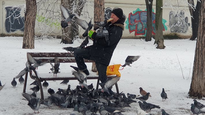 Русенец храни гълъбите в парка от устата си СНИМКА И ВИДЕО: Росен Моллов