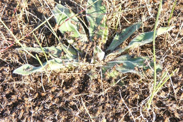 В последните години марокански скакалци атакуваха реколтата в България