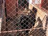 70 кучета от приютите на ОП „Екоравновесие” са намерили дом през май