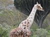 Жираф бавно побелява (Снимка)