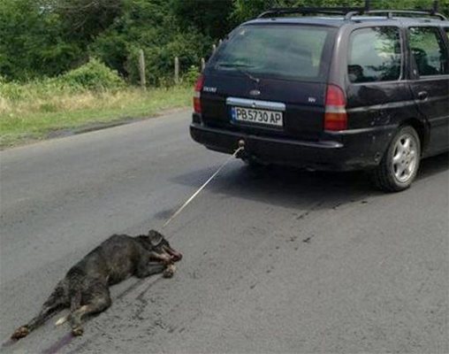 Тази шокираща снимка на изтезаваното от Райчо Иванов куче предизвика протести, след като обиколи социалната мрежа. СНИМКА: АРХИВ