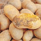 Как да се съхраняват извадените картофи