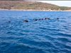 Стадо от 10 диви прасета плува в морето до Созопол. Ловен експерт: Подплашили са ги (Видео)