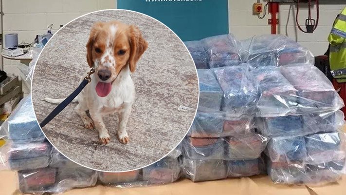 Кучето Дайти залавя наши наркотрафиканти в Ирландия