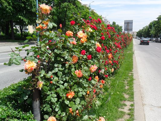 Над 100 000 храста с рози цъфтят от май до късна есен по пловдивските булеварди