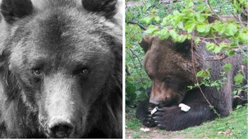 Почина легендарната българска мечка Чарли на Бриджит Бардо