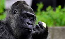 Вижте най-възрастната горила в света на 67 г. (Снимки)