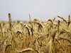 Ограниченията за доставките на руско зърно в Турция пречат на отношенията между двете страни