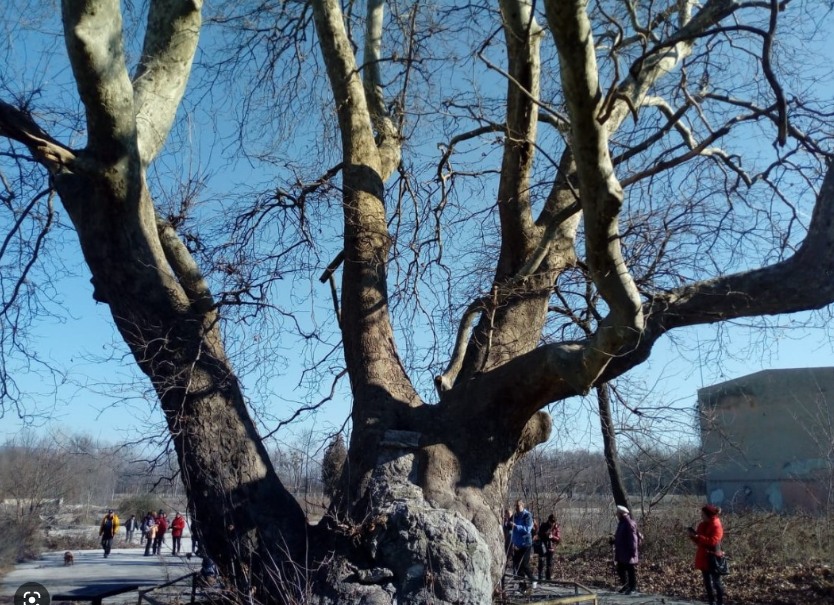 Варненски ученици номинираха вековен чинар, той спечели конкурса „Дърво с корен 2022“ (Снимки)