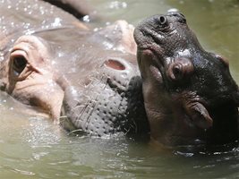 Прогонен хипопотам се заклещи в басейн (видео)