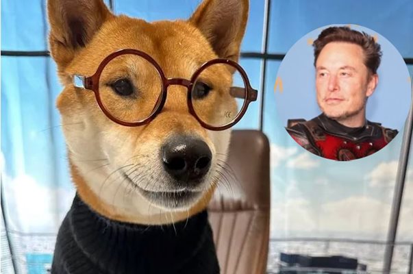 Мъск назначи кучето си за шеф на Туитър