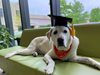 Лабрадор получи почетна докторска степен по ветеринарна медицина (Снимки)