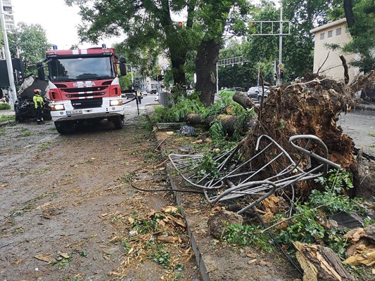 От силния удар е изкоренено огромно дърво в разделителната ивица на бул. "Руски".