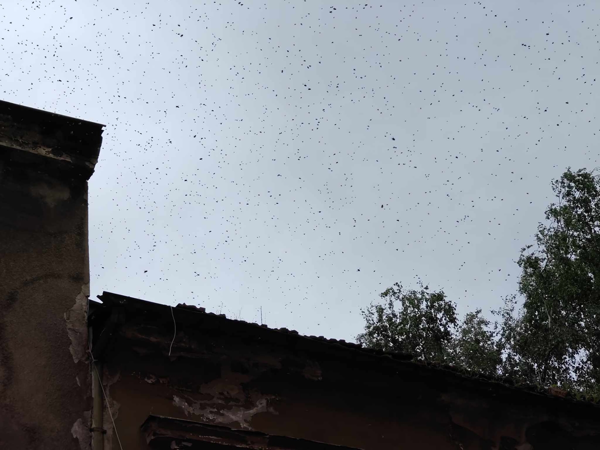 Огромен облак от пчели надвисна над центъра на София (Видео, снимки)