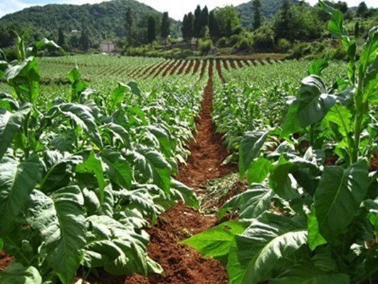 Фонд „Земеделие” изплати близо 74 млн. лева субсидия за тютюн за Кампания 2015
