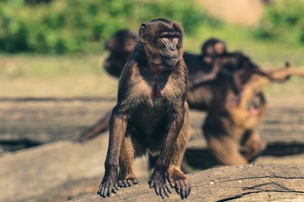 Според научно изследване маймуните, които живеят на групи, имат по-добра чревна флора.
СНИМКА: Pixabay