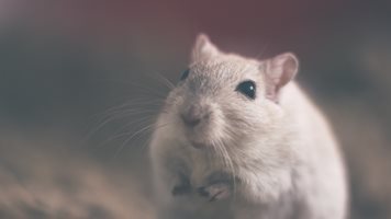 Учени създадоха мишка от две мъжки
