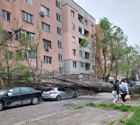 На кръстовището на улица "Софлу" и "Константин Нунков" в кварта "Кючук Париж" голямо дърво е повалено пред жилищен блок и е затиснало кола. Снимки и видео: ФБ